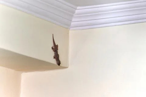 Small nimble gecko crawls on wall inside house, delicate feet of lizard nav.. Stock Photos