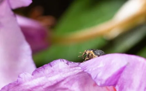 Small nosy beetle Foto stock