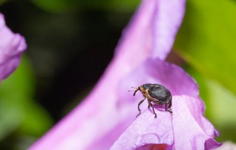 Small nosy beetle Stock Photos