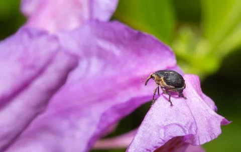 Small nosy beetle Stock Photos