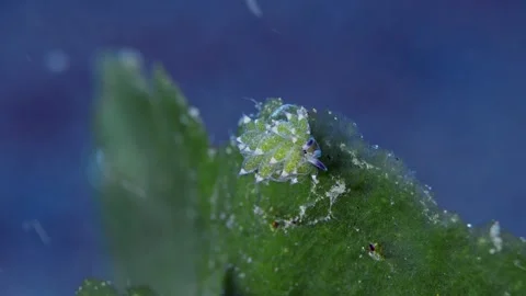 A small nudibranch on a green leaf Stock Footage 345619494