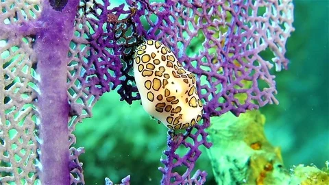 Small Nudibranch on the violet coral Stock Footage 76932148