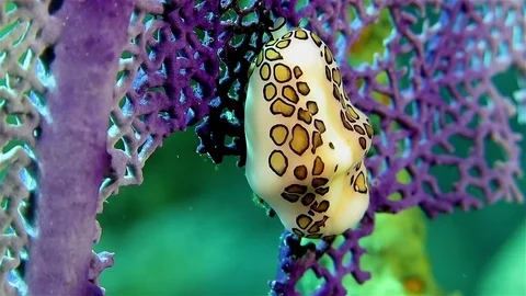 Small Nudibranch on the violet coral Stock-Footage 76932589