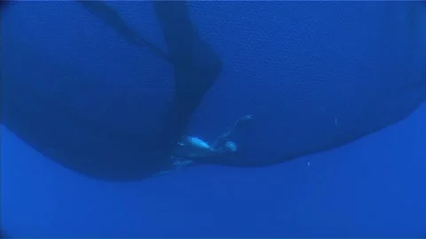 Small Number of Dead Tuna Caught in Purse Seines Stock Footage 283514037