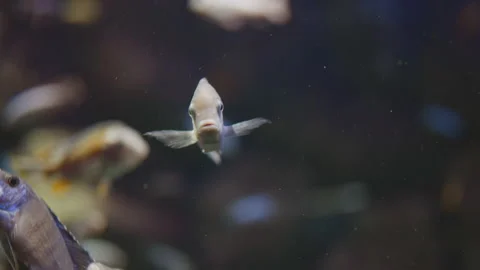 A small number of fish, close-up on the ocean. ecology and fauna of the ocean Stock Footage 171788045