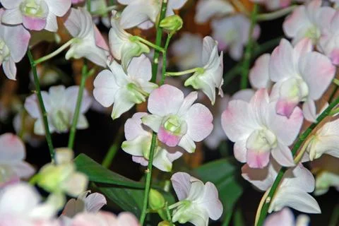 A small number of white orchids Foto stock