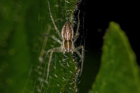 Small Nursery Web Spider Stock Photos