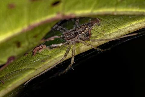 Small Nursery Web Spider Stock Photos