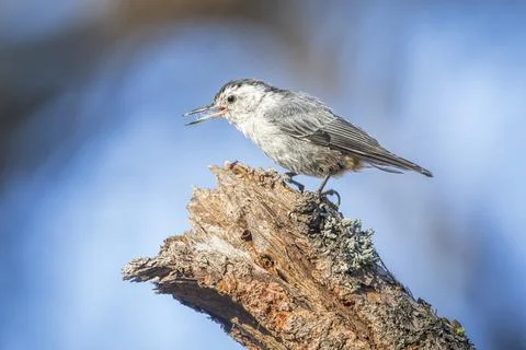 Small nuthatch chirping on tree. Stock Photos