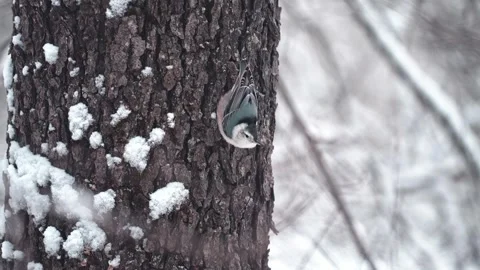 A small nuthatch perches on a snow-covered tree trunk. Stock Footage 330498073