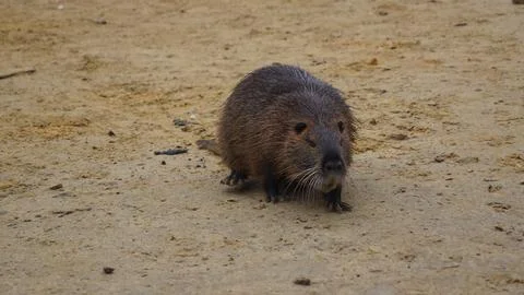 Small Nutria on Sandy Ground Stock Photos