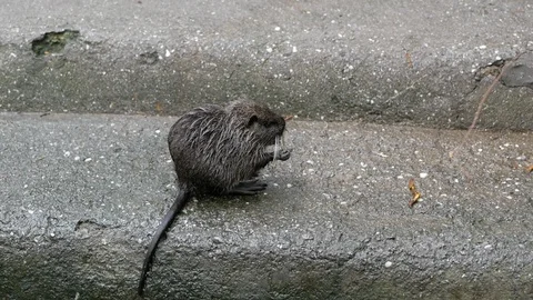 Small nutria in the zoo Stock Footage 121589197