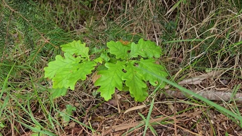 Small oak sprout growing among evergreen spruce branches on woodland floor Stock Footage 344058429