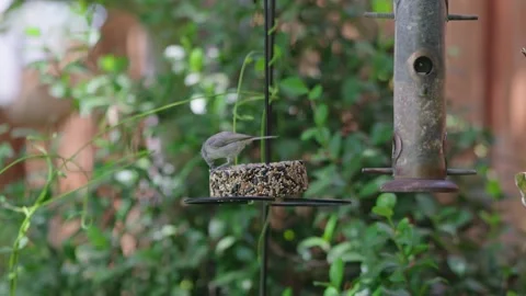 Small oak titmouse eats seeds from a hanging garden feeder Stock Footage 342511963