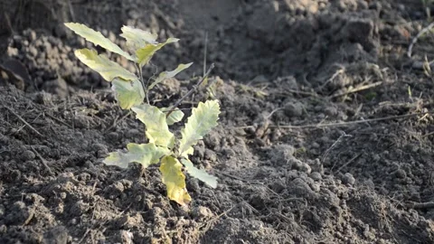 A small oak tree in an autumn garden or forest shakes its yellow leaves Stock Footage 269392490