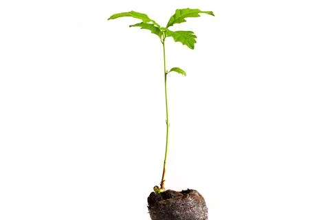 Small oak tree growing from a seed in the ground isolated on white background Stock Photos