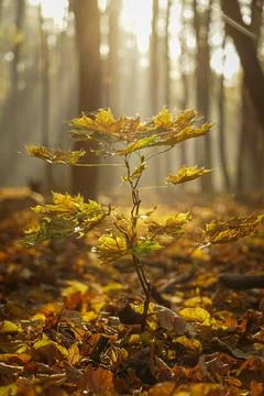 A small oak tree (Quercus petraea) with yellow leaves at sunrise in the fores Stock Photos