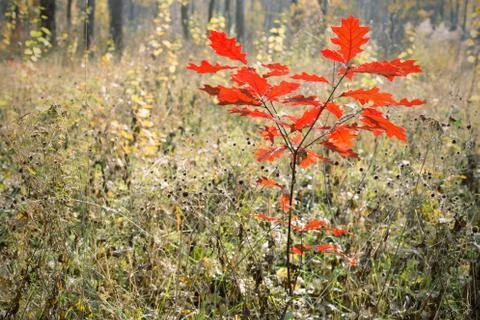 Small oak tree with red leaves in autumn Stock Photos