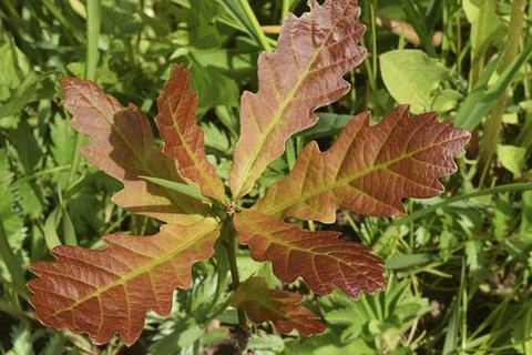 Small oak tree was planted in soil. Saplings or plants illuminated by side li Stock Photos