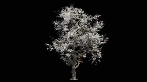 Small oak tree at winter covered with snow isolated on black Stock Footage 147893536