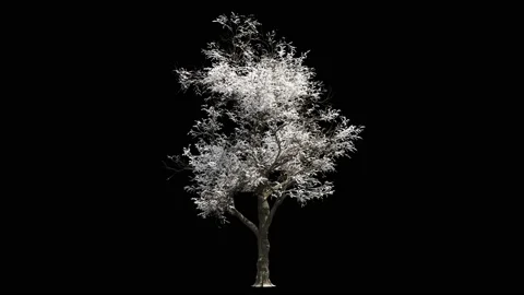 Small oak tree at winter covered with snow Stock Footage 147893538