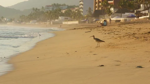 Small ocean bird walking by the ocean Stock Footage 232627196