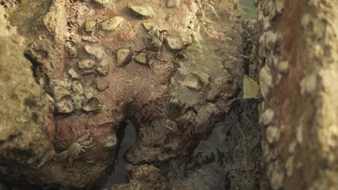 Small ocean crabs on wet rock. The sea surf washes the shore. Maldives. Stock Footage 264470077