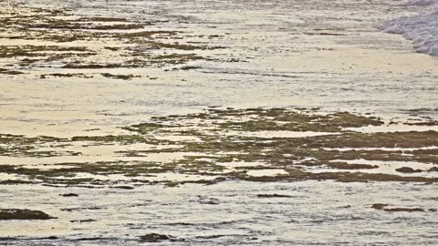 Small Ocean Waves Gently Flowing Through Coral Reefs in Shallow Tropical Waters Stock Footage 296571040