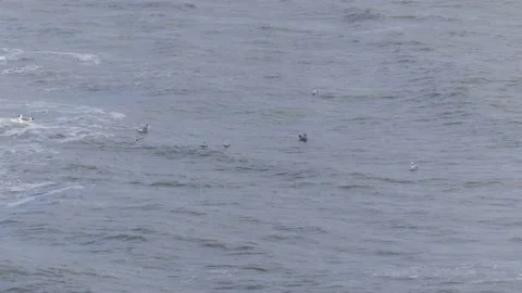 Small ocean waves with some seagulls swimming on the water Stock Footage 143589588