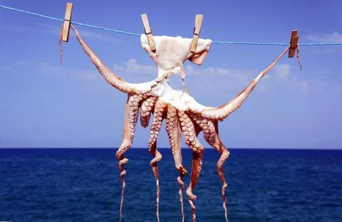 A small octopus drying in the sun Stock Photos