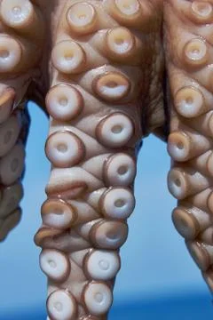 A small octopus drying in the sun Stock Photos