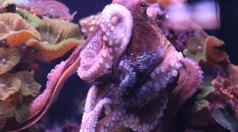 Small octopus Stock Footage 21196850
