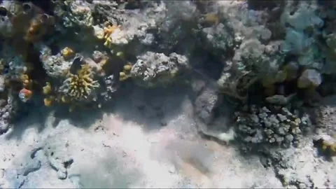 Small Octopus Hiding in Burrow and Blowing Sand Stockbeeldmateriaal 343317141