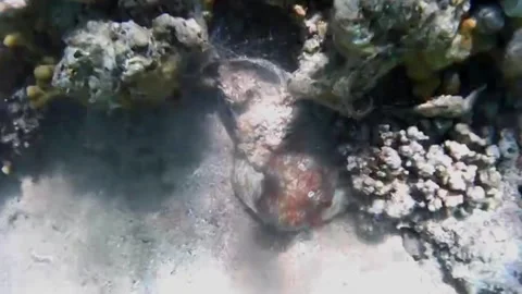 Small Octopus Hiding in Burrow and Blowing Sand 스톡 동영상 343317154