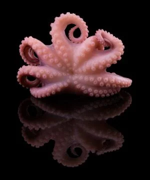 Small octopus isolated on black background. With clipping path Stock Photos