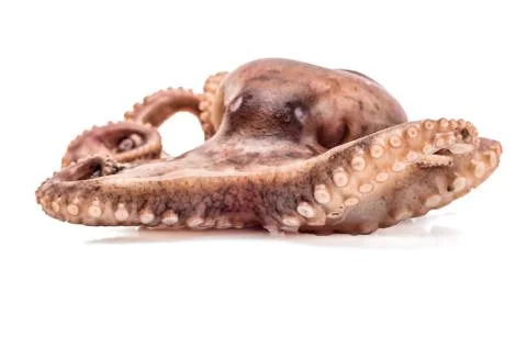 Small octopus isolated on white background Stock Photos