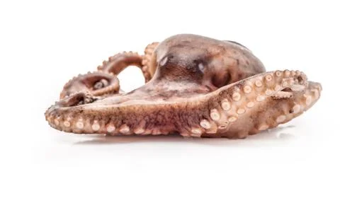 Small octopus isolated on white background Stock Photos