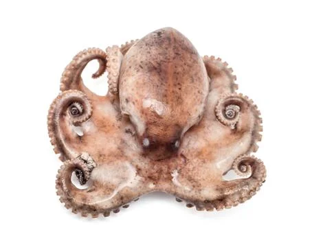 Small octopus isolated on white background Stock Photos