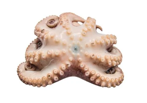 Small octopus isolated on white background Stock Photos