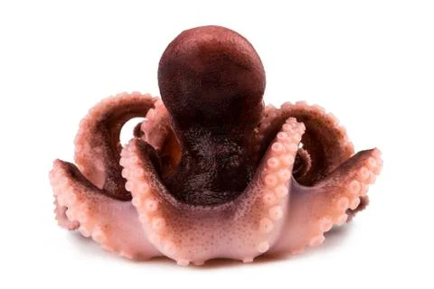 Small octopus isolated on white background. Close up Foto stock