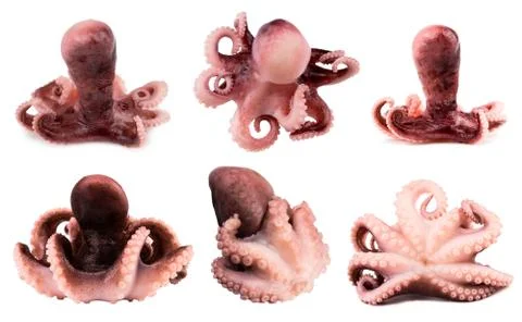 Small octopus isolated on white background. Close up. Stock Photos
