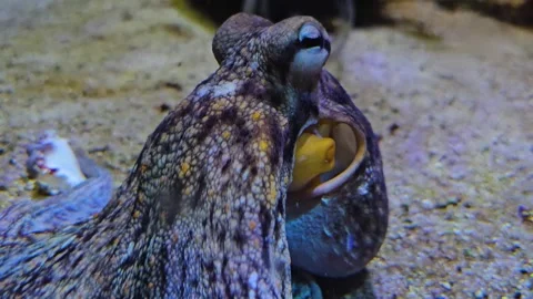 A small octopus in motion Stock Footage 266063651