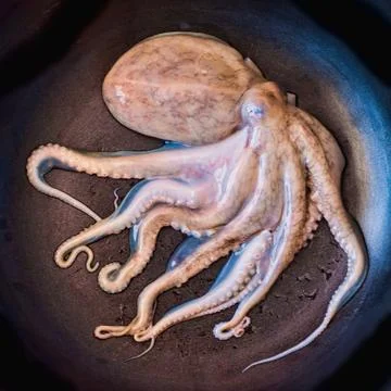 Small octopus on the pan Stock Photos