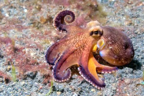 Small Octopus with a Perfectly Curled Spiral Tentacle. Stock Photos