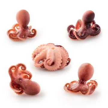 Small octopus. Stock Photos