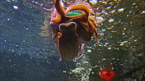 A small octopus playing Stock-Footage 275510001