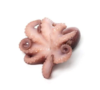 Small octopus on white background Stock Photos