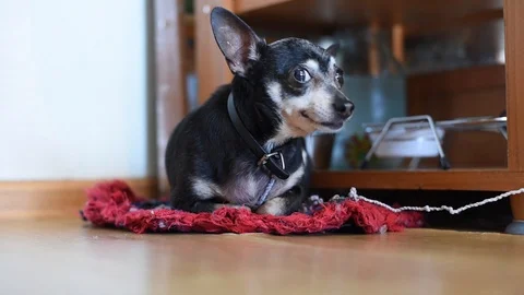 A small old dog is constantly barking, sitting on a leash in the apartment near  Stock Footage 104864669