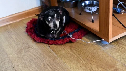 A small old dog is constantly barking, sitting on a leash in the apartment near  Video stock 104864681