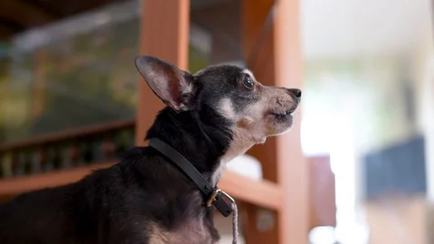 old dog constantly barking